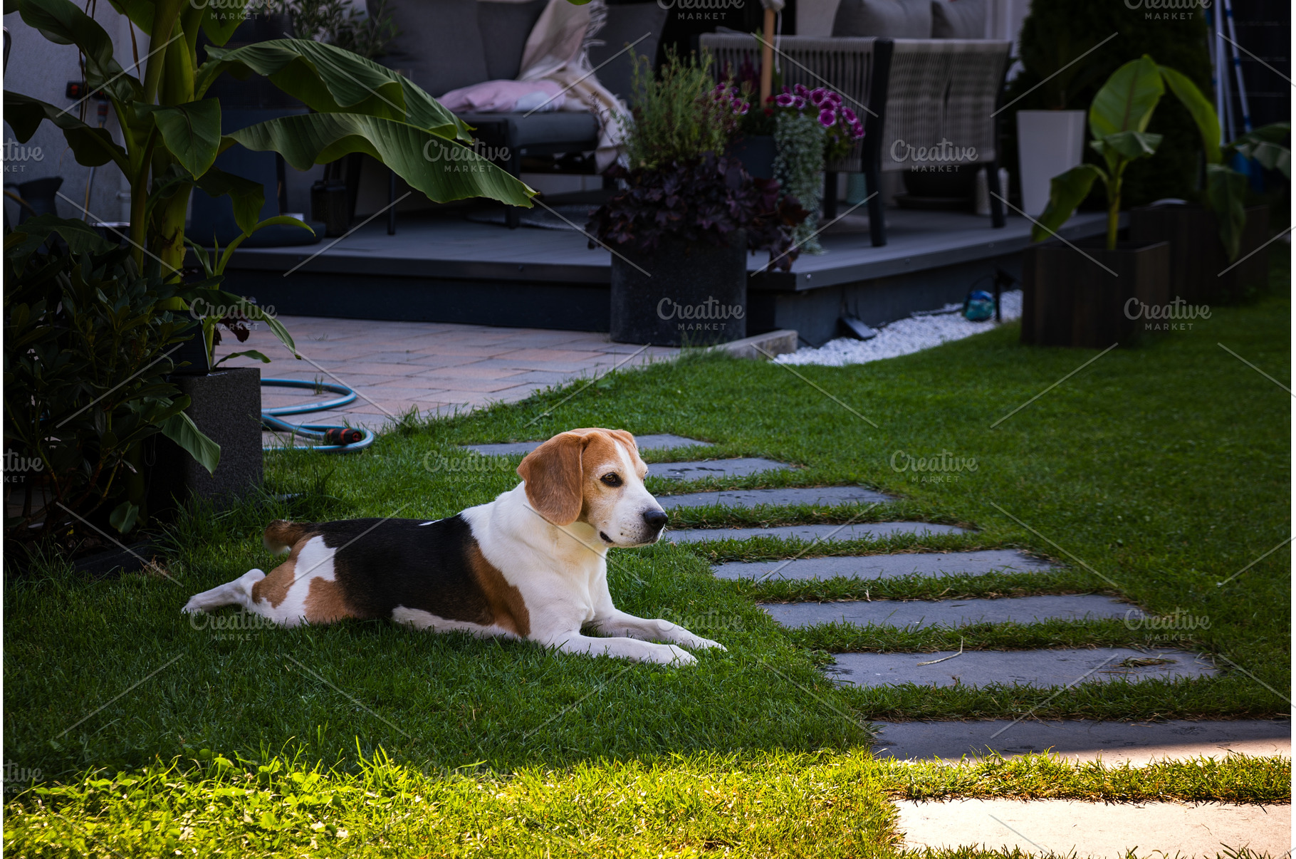 Tricolour beagle lying relaxed on, an Animal Photo by MadPhotos
