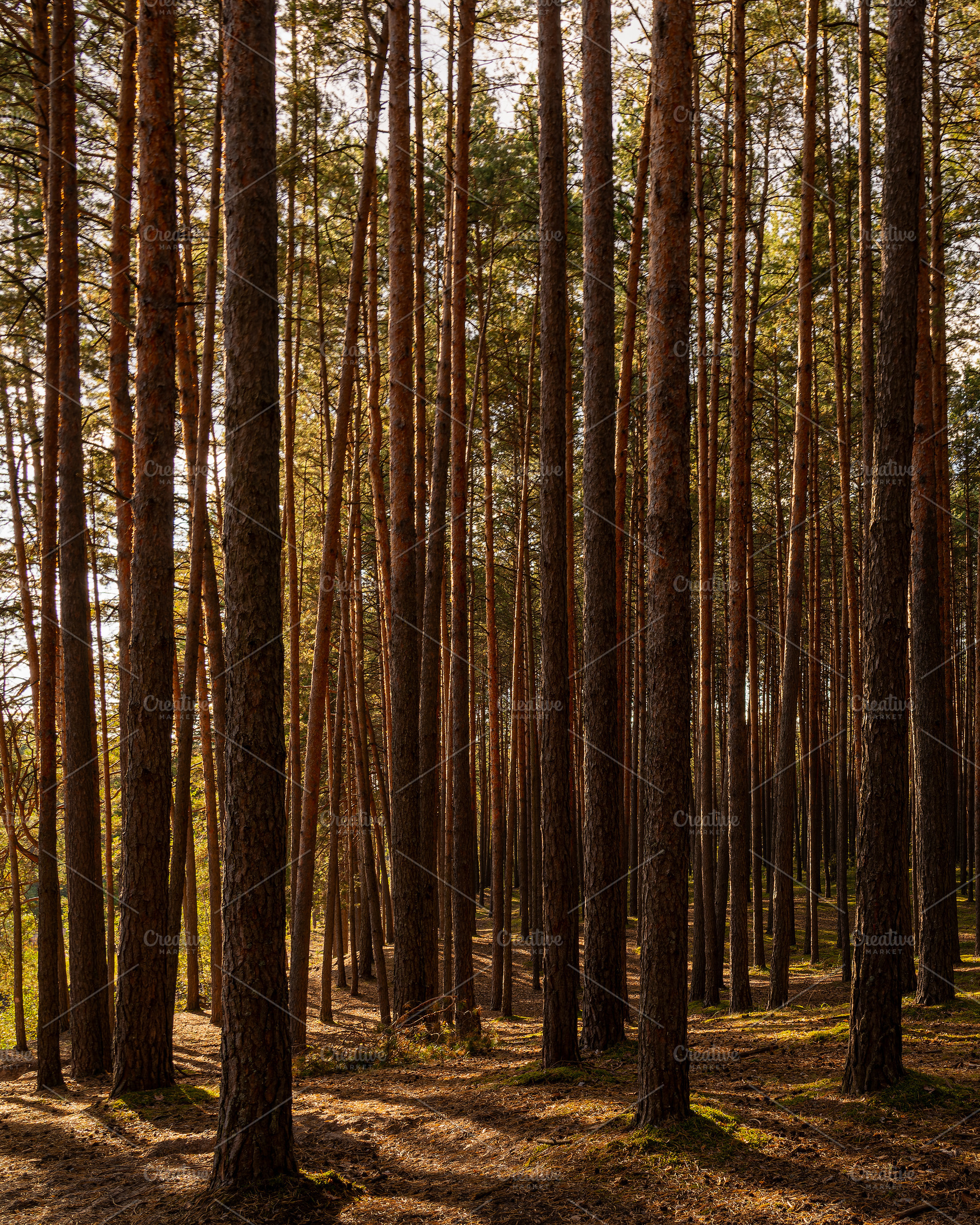 Sunrise or sunset in tall pine forest with long shadows on mossy ground. Nature, a Nature Photo by Eugene_Photo
