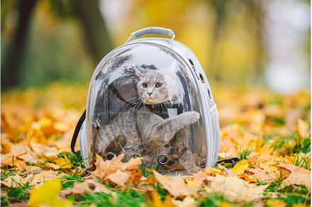 Domestic gray cat in a harness and a