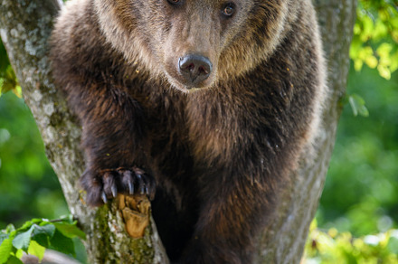 Wild Brown Bear (Ursus Arctos) on tree in the summer forest. Wil, a Background Photo by Byrdyak