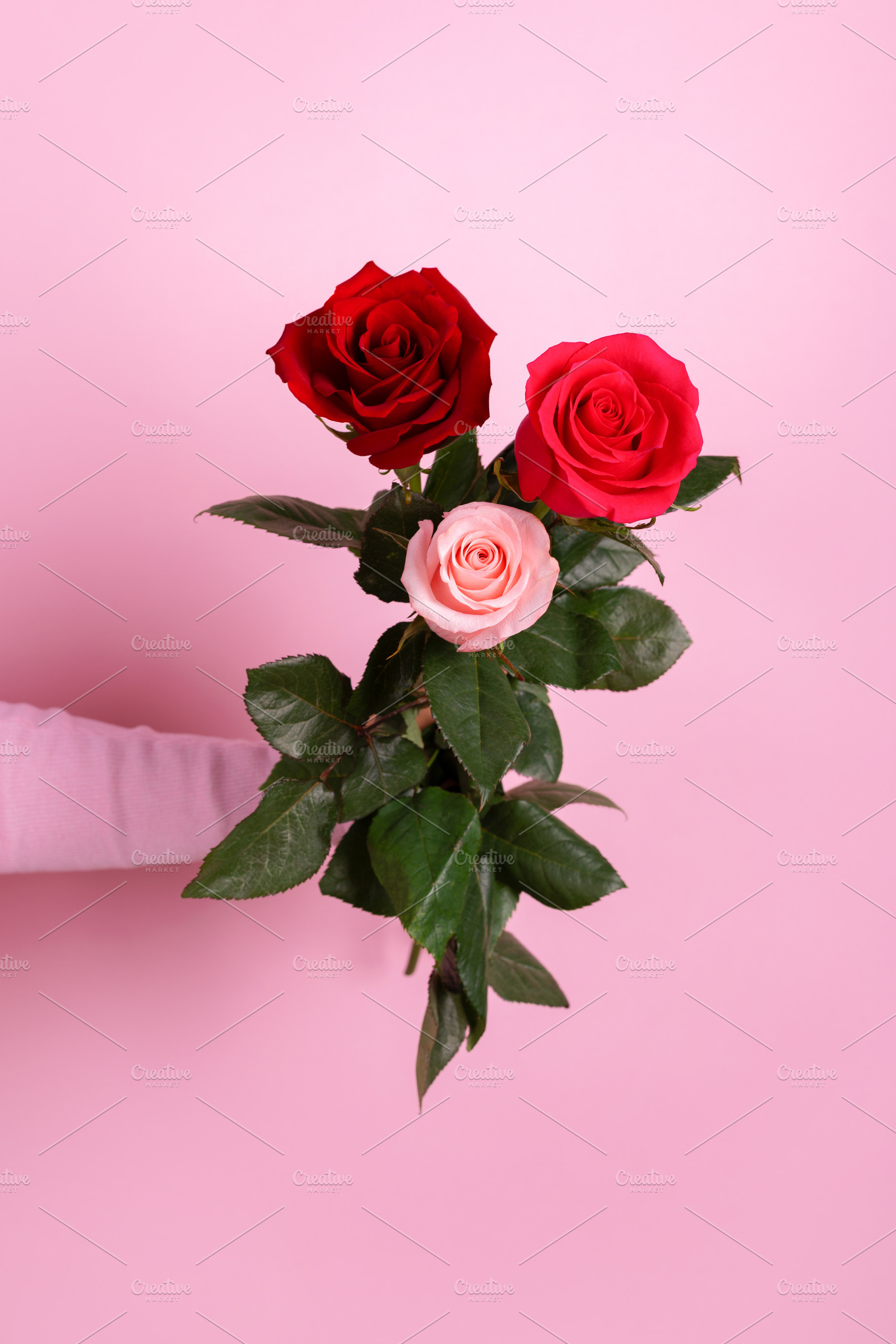 Bouquet of red and pale pink roses held by a hand against pastel, a Person Photo by Ales Munt