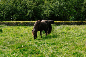 Black horse grazing in green field near Reykjavik, Iceland surrounded by nature, a Photo by AS photostudio