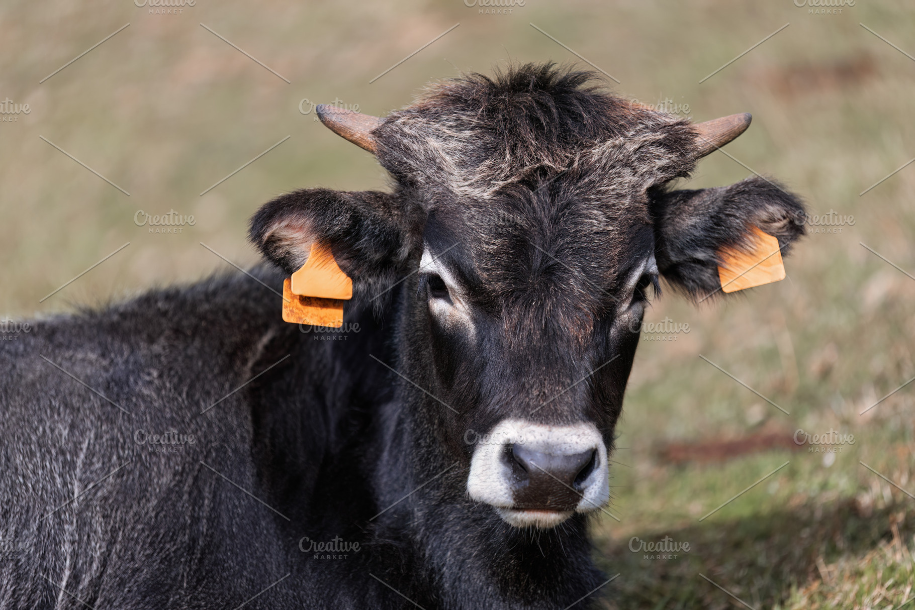 Tudanca cow with ear tags sitting on, an Animal Photo by Perpis