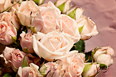 background of the many delicate little pink roses, a Nature Photo by TanaCh