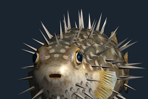 3DRT - Sealife - Puffer Fish