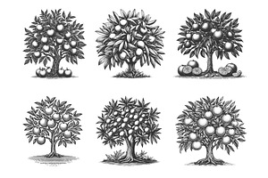 citrus fruit tree engraving set, an Object Illustration by AlexArt