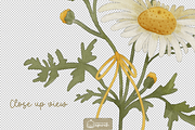Flower Birth Month Watercolor, a Decorative Illustration by creationsbyapuruh (Thumbnail 4 of 7)