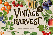 Vintage harvest fruits collection, a Pattern Graphic by Beauty Drops (Thumbnail 1 of 9)