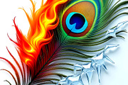Fire and Ice Peacock Feather, a Decorative Illustration by Sharon Schwalbe (Thumbnail 1 of 2)