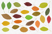 Leaves Photoshop Stamp Brushes, a Brush Add-On by ArtistMef (Thumbnail 2 of 7)