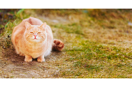 Red cat sitting on green spring, an Animal Photo by Our Amazing World