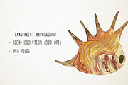 Watercolor Seashells Clipart, Shells, an Object Graphic by Paulaparaula (Thumbnail 3 of 3)