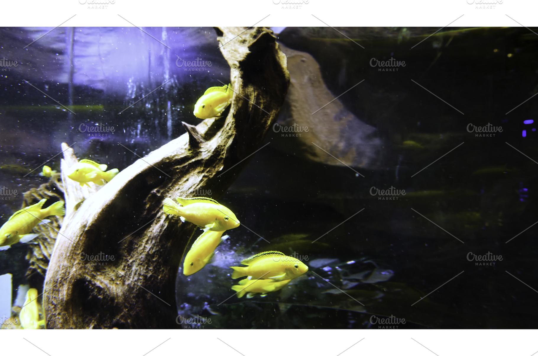 Aquarium with golden fishes, an Animal Photo by Media Whale Stock