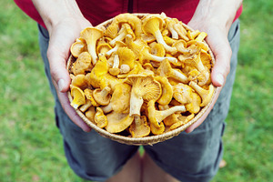 Basket with chanterelle mushrooms, a Food & Drink Photo by BOOCYS