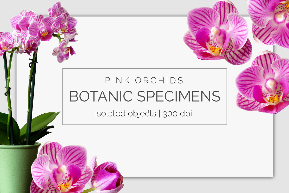 Realistic Orchid Flowers - Isolated, an Object Graphic by Turning Moss (Photo 6 of 6)