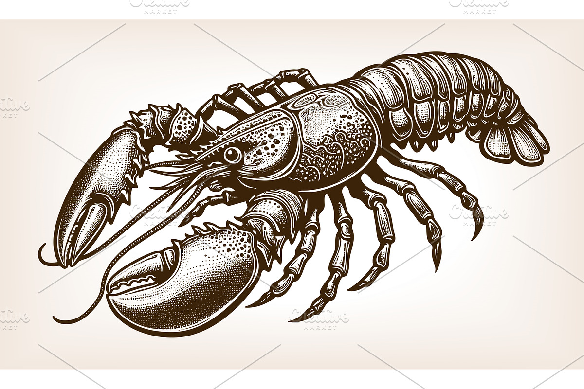 lobster crustacean engraving vector, an Animal Illustration by AlexArt