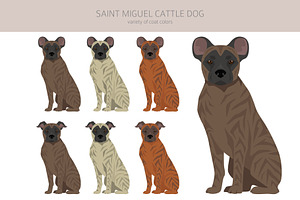 Saint Miguel Cattle Dog Clipart