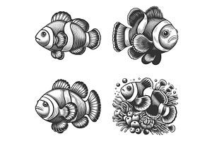 Clownfish engraving set vector, an Animal Illustration by AlexArt