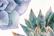 Succulent watercolor clipart, an Illustration by Nebbia (Thumbnail 4 of 10)