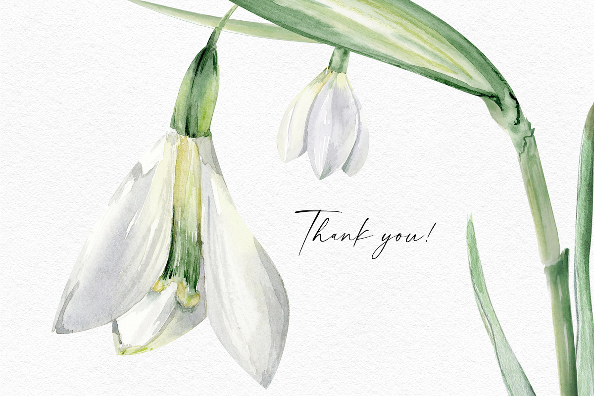 Watercolor Snowdrops, an Object Illustration by Olga Koelsch (Photo 8 of 8)