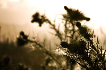 You Know How to Thistle