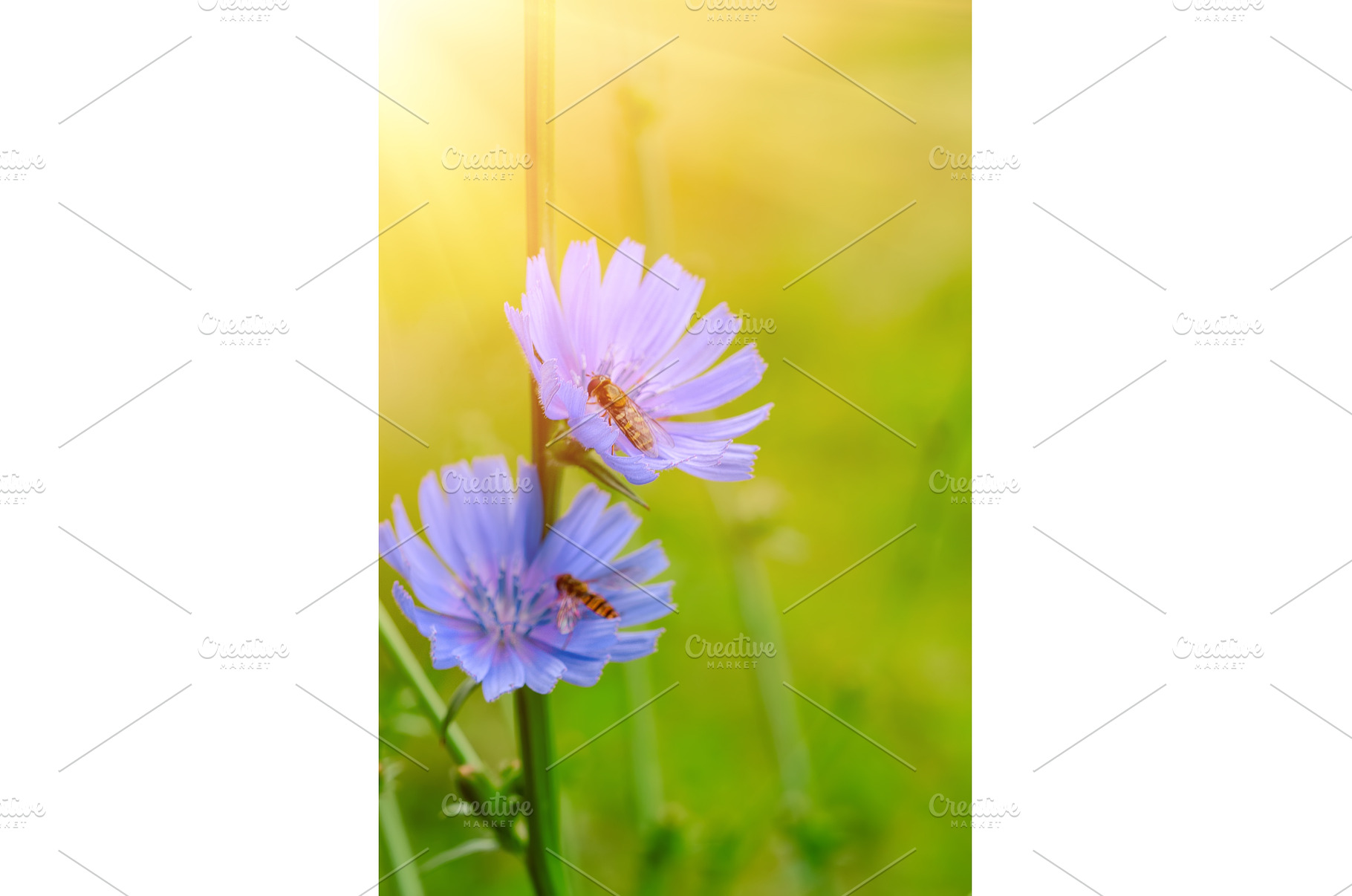 Chicory flower in nature, a Nature Photo by Nature and travel
