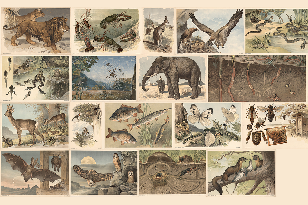 Alfred Fiedler Täubler’s Animals, an Animal Illustration by Digital Museum (Photo 5 of 12)