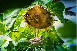 Sparrow on Dried Sunflower, Summer, an Animal Photo by MadPhotos