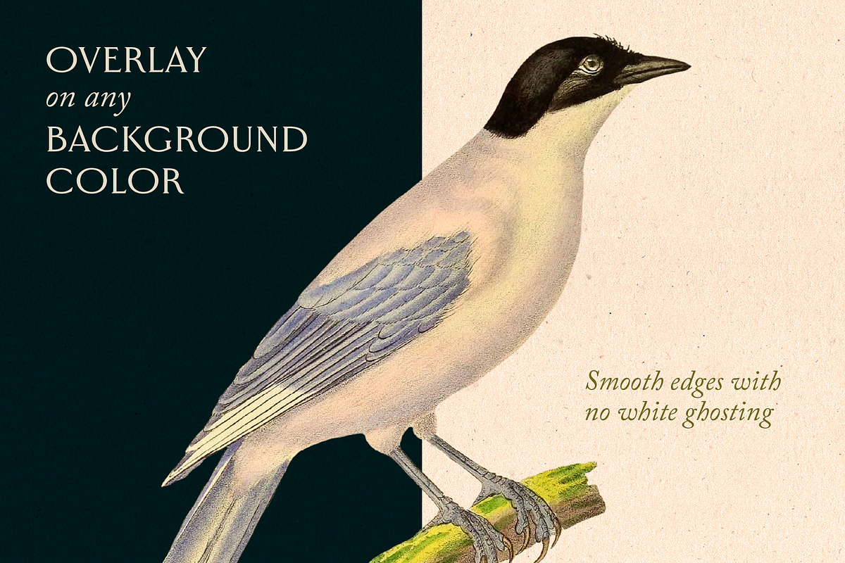 40 Vintage Birds & Branches, an Object Graphic by The Object Atlas (Photo 7 of 9)