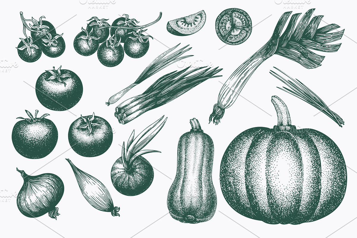 Vegetable Vector Collection, a Food Illustration by Lubov Illustrations Shop (Photo 3 of 6)