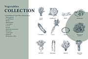 The Vegetables Collection, a Food Illustration by dicreate (Thumbnail 3 of 14)