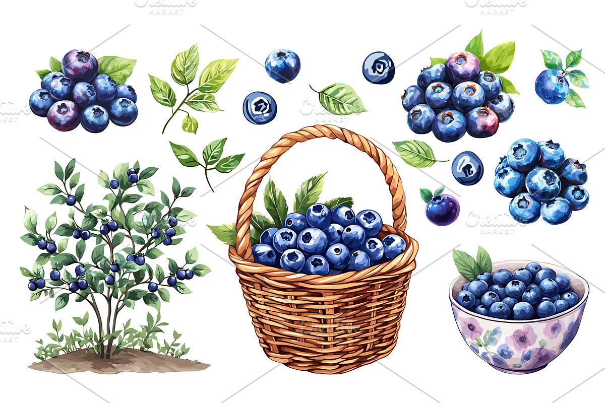 Blueberries set. In the bowl bush of, a Food Illustration by Valerie Bodnar