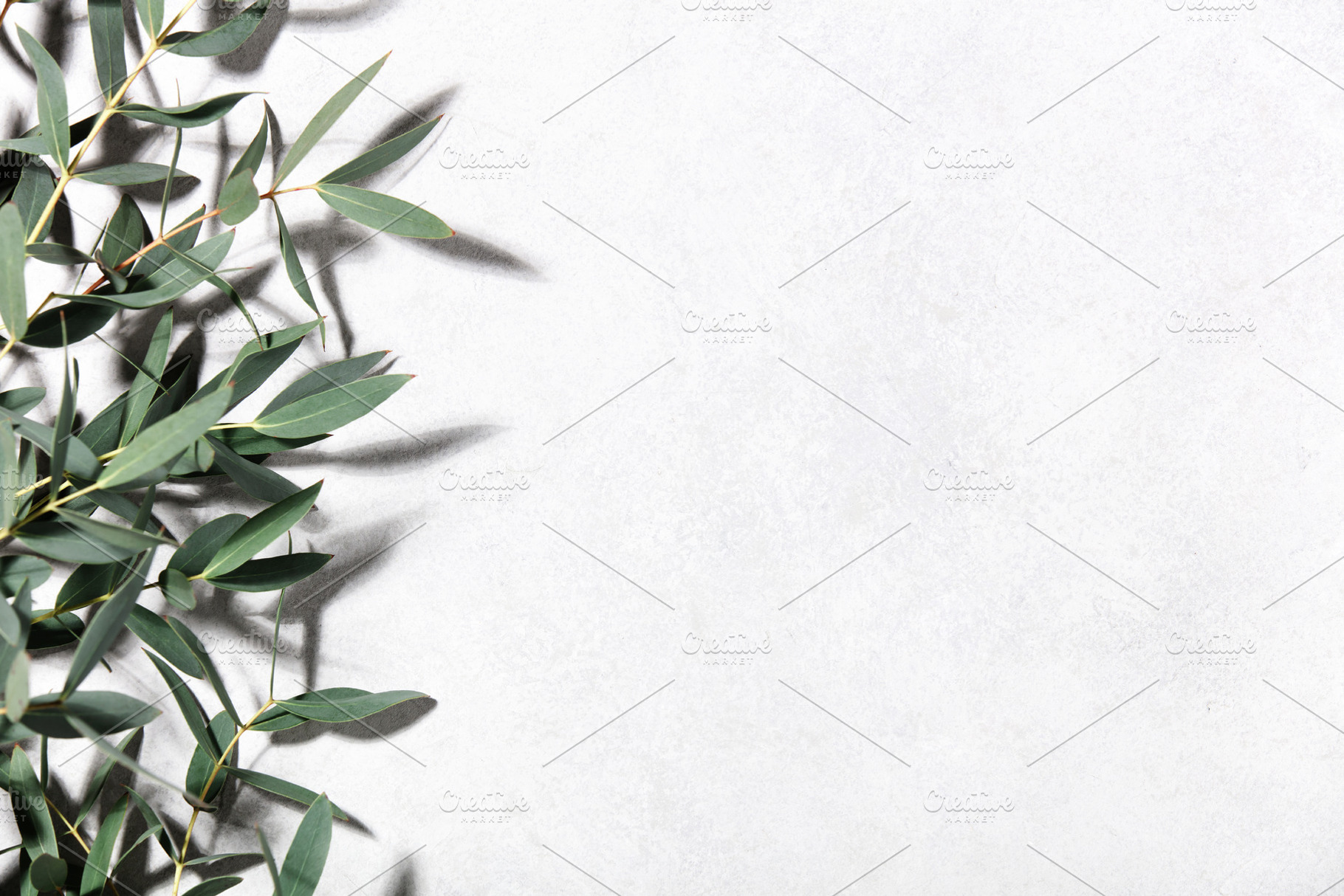 Minimal Botanical Background with Eucalyptus Leaves on Light Sur, an Abstract Photo by Natalia Klenova's Shop