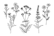 Wildflowers and herbs line sketch, a Decorative Illustration by irina.vaneeva (Thumbnail 3 of 10)