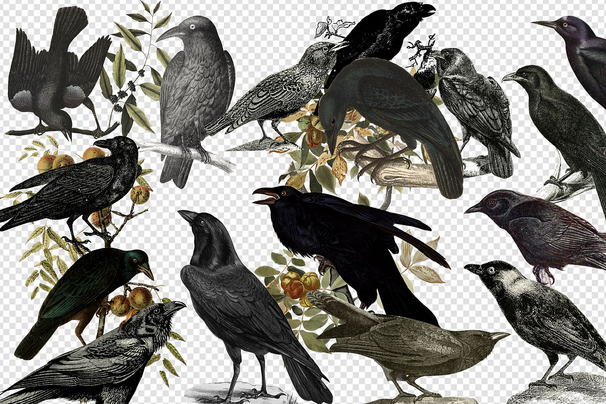 Vintage Ravens and Crows Clipart, an Illustration by Digital Curio (Photo 2 of 4)