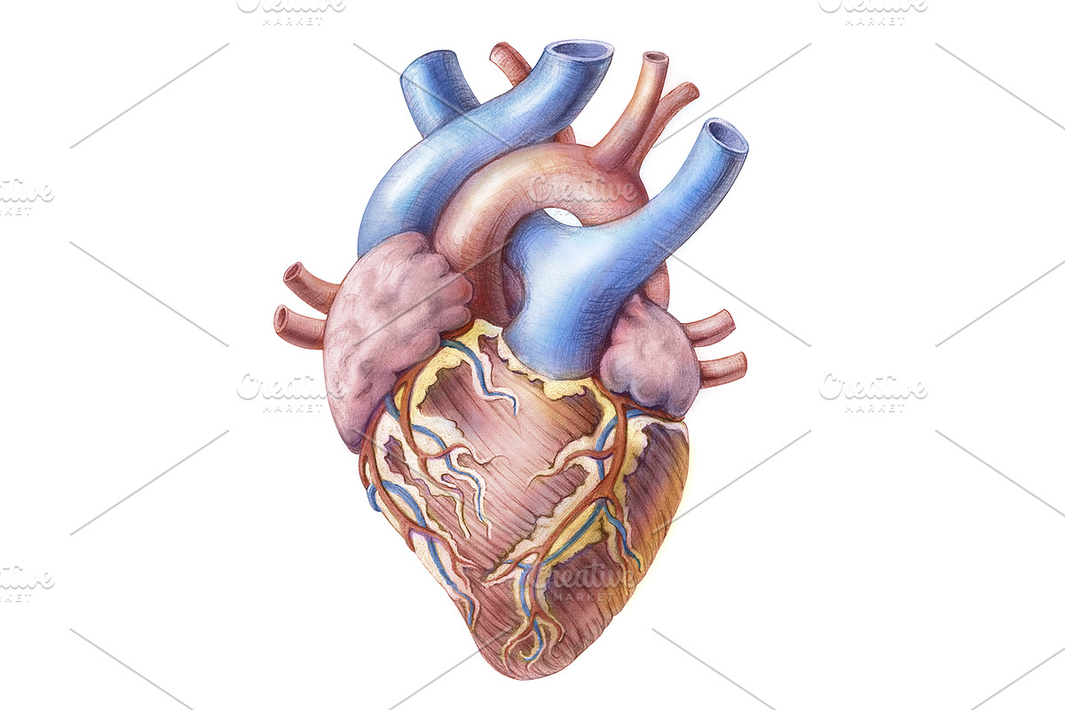 Vintage Human Organs Hand Drawn Set, a Healthcare Illustration by Anna Repp Illustration (Photo 3 of 14)