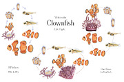 Watercolor Clownfish Life Cycle Set, an Education Illustration by MayaNavits (Thumbnail 5 of 7)
