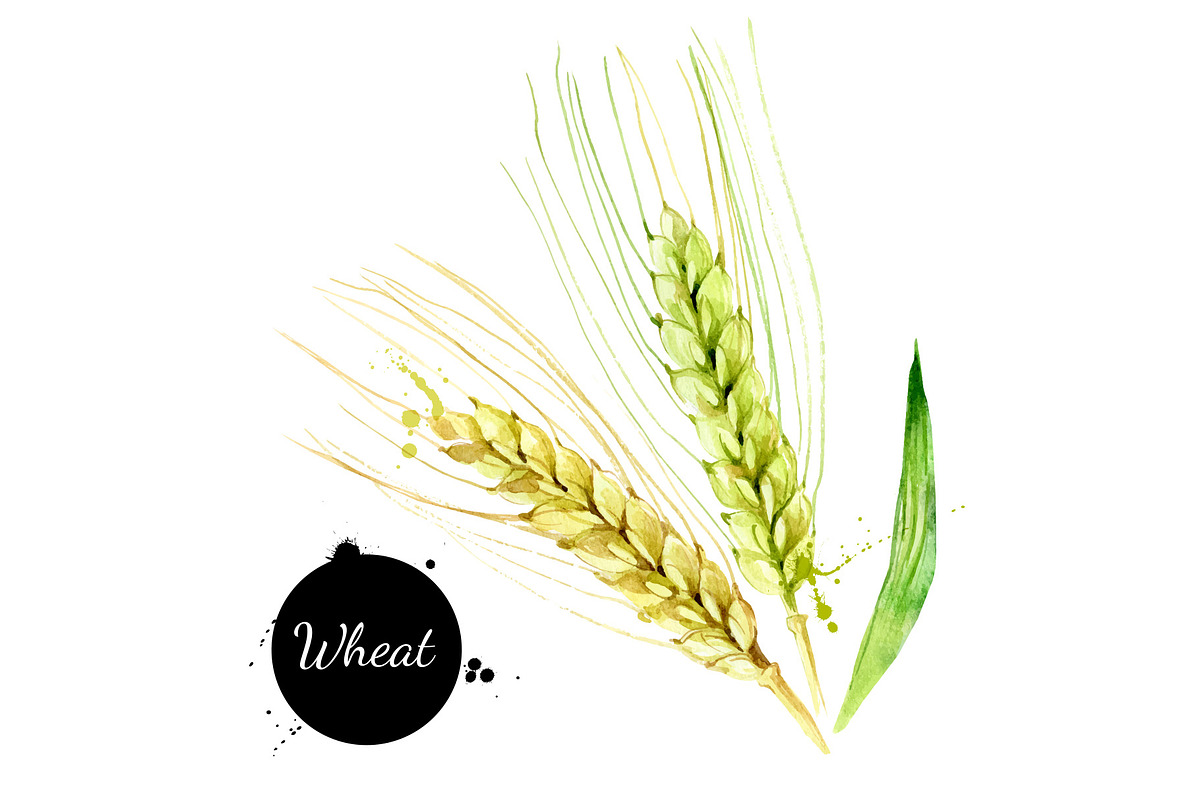 Watercolor Superfood Vector Set, a Food Illustration by Elena Pimonova (Photo 5 of 5)