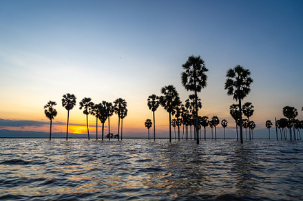 Borassus palms at sunset on Lake Tempe, Sulawesi, Indonesia