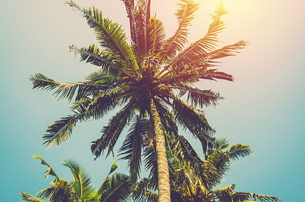 Coconut tree containing summer, tree, and coconut, a Nature Photo by Pushish Images
