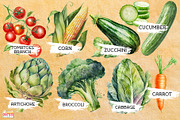 55 Vegetables Watercolor Clipart PNG, a Graphic by Craftsy Crafters (Thumbnail 2 of 6)