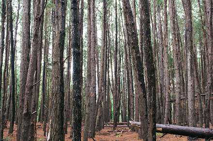 Trees stock photo containing trees and makawao