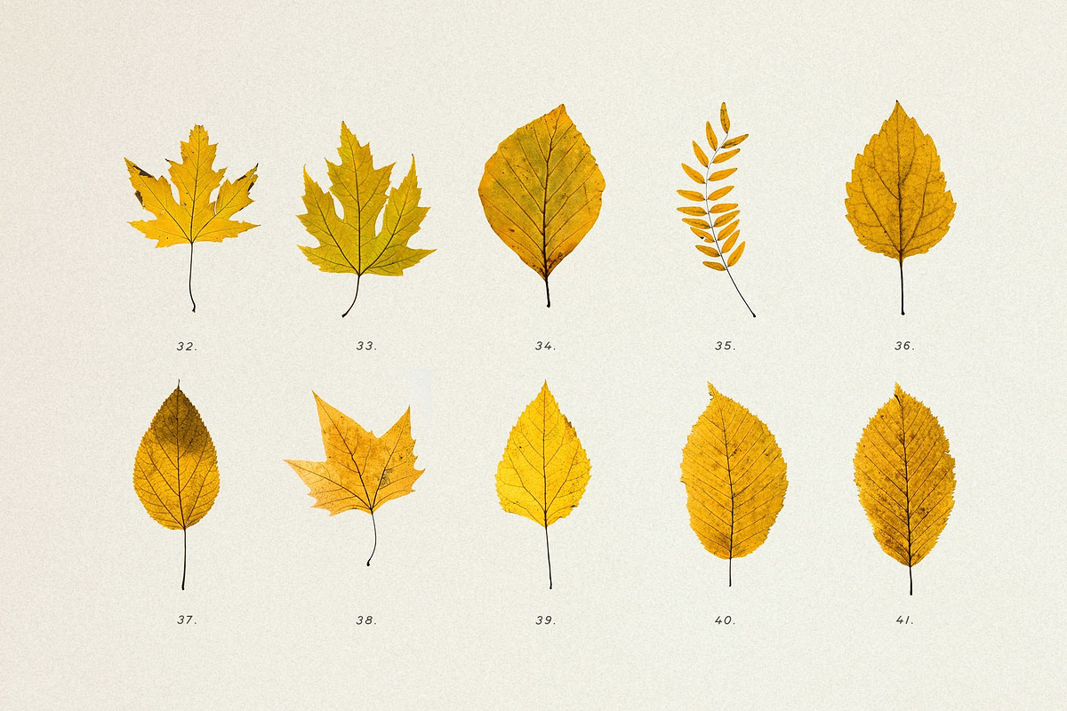BUNDLE - Dry Flowers & Leaves, an Object Graphic by Sparrow & Snow (Photo 23 of 28)