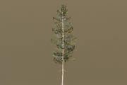 The Lodgepole Pine Tree, a Plants & Tree 3D Model by FuturePastCreatives (Thumbnail 4 of 6)
