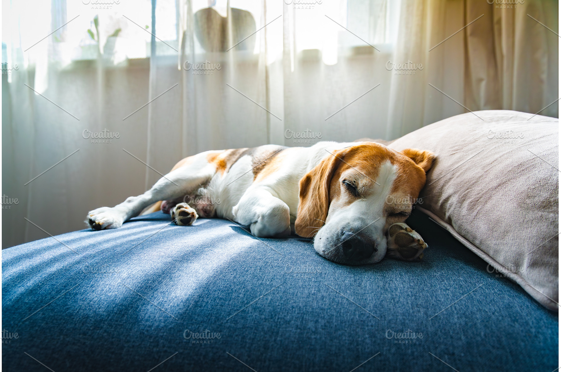 A Beagle dog is currently laying on, an Animal Photo by MadPhotos