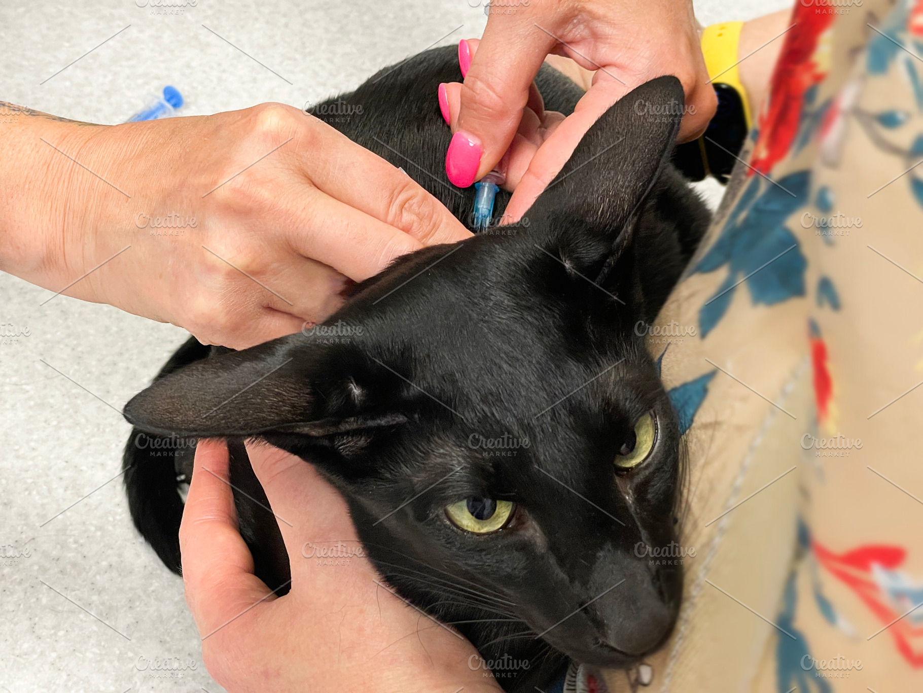 Black cat vaccination in vet veterinarian clinic, an Animal Photo by Vapi