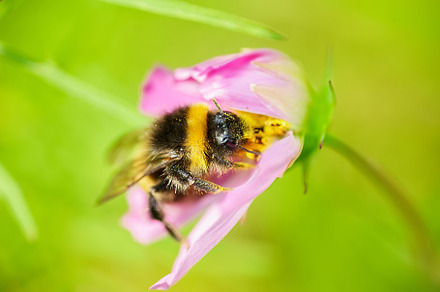 Bumblebee on a flower macro. Bumbleb, an Animal Photo by AlexBush