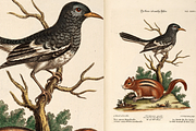 100+ Johann Michael Seligmann, an Animal Illustration by Digital Museum (Thumbnail 9 of 10)