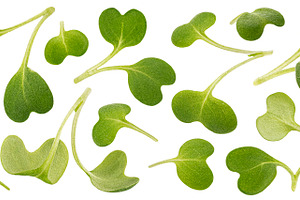 Microgreen leaves, arugula sprouts, a Food & Drink Photo by Max Lashcheuski