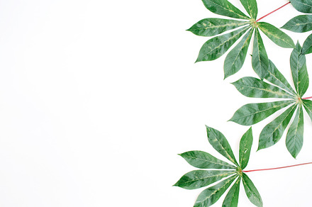 Palm leaves containing outdoor, minimal, and closeup, an Arts & Entertainment Photo by Floral Deco